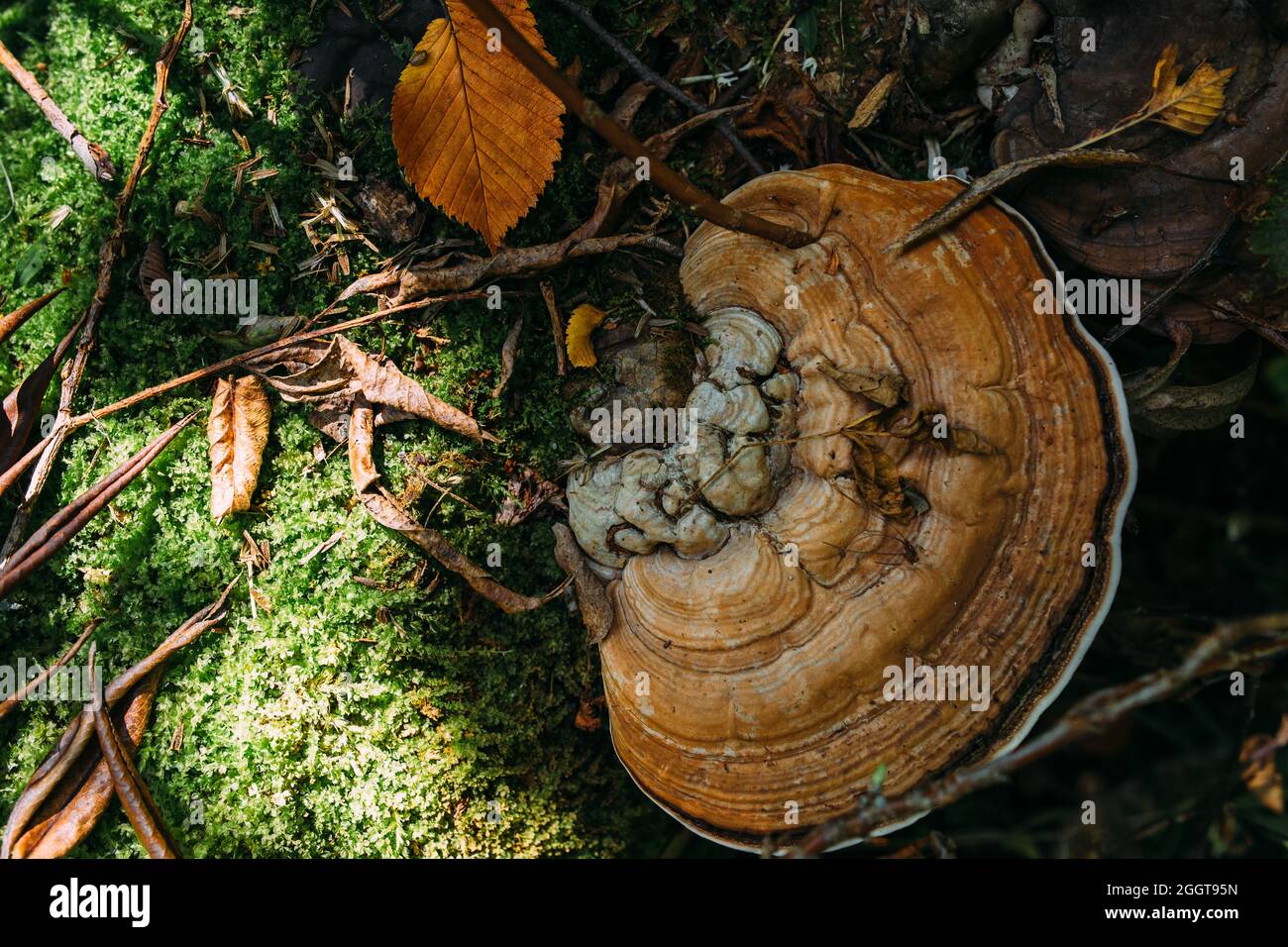 Atmosfera mistica autunnale in una vecchia foresta. Fantasy sfondo con alberi e muschio. Foto Stock