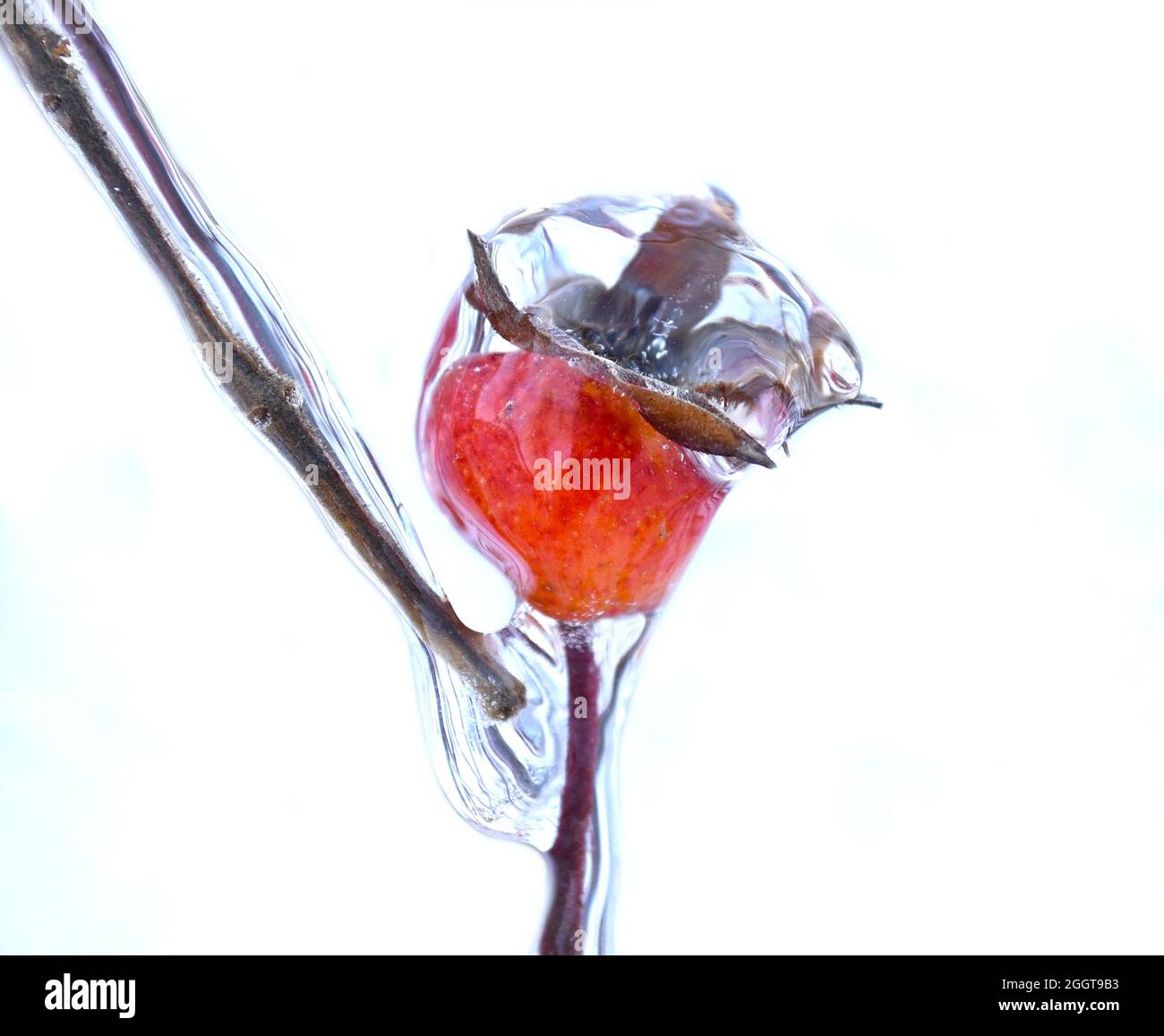 Bacche di rose congelate che crescono su un ramo coperto di ghiaccio e ciclicola in una giornata invernale in Russia Foto Stock