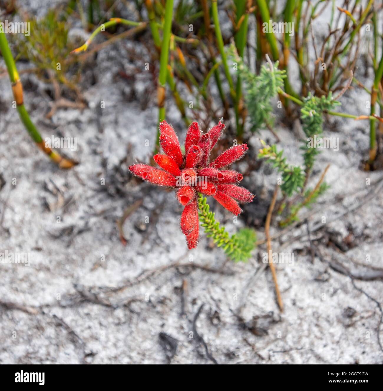 Erica cerinthoides fiori nel Capo Sud, Sudafrica Foto Stock