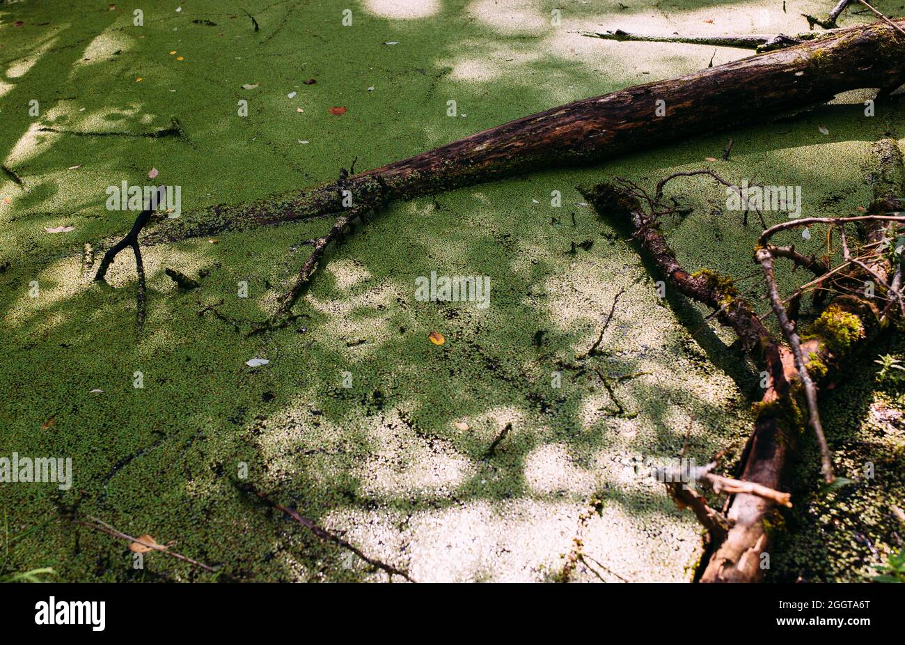 Acqua in eccesso nella palude. Lago verde della foresta di anatra. Foto Stock