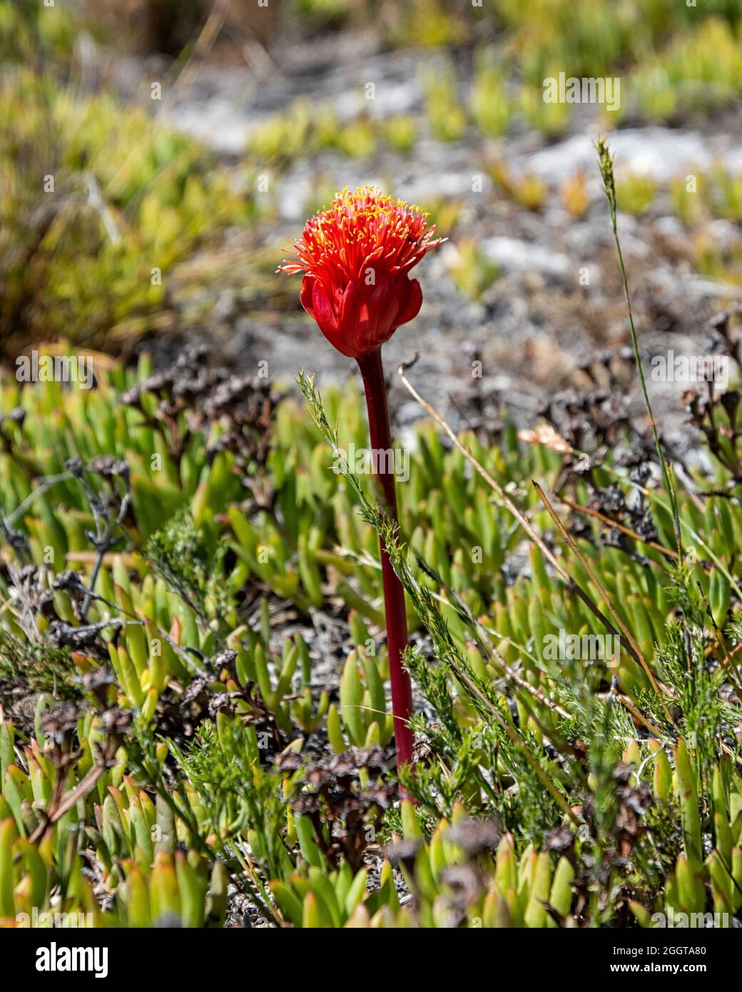 Un fiore di Haemanthus sanguineus nel Capo Sud, Sudafrica Foto Stock