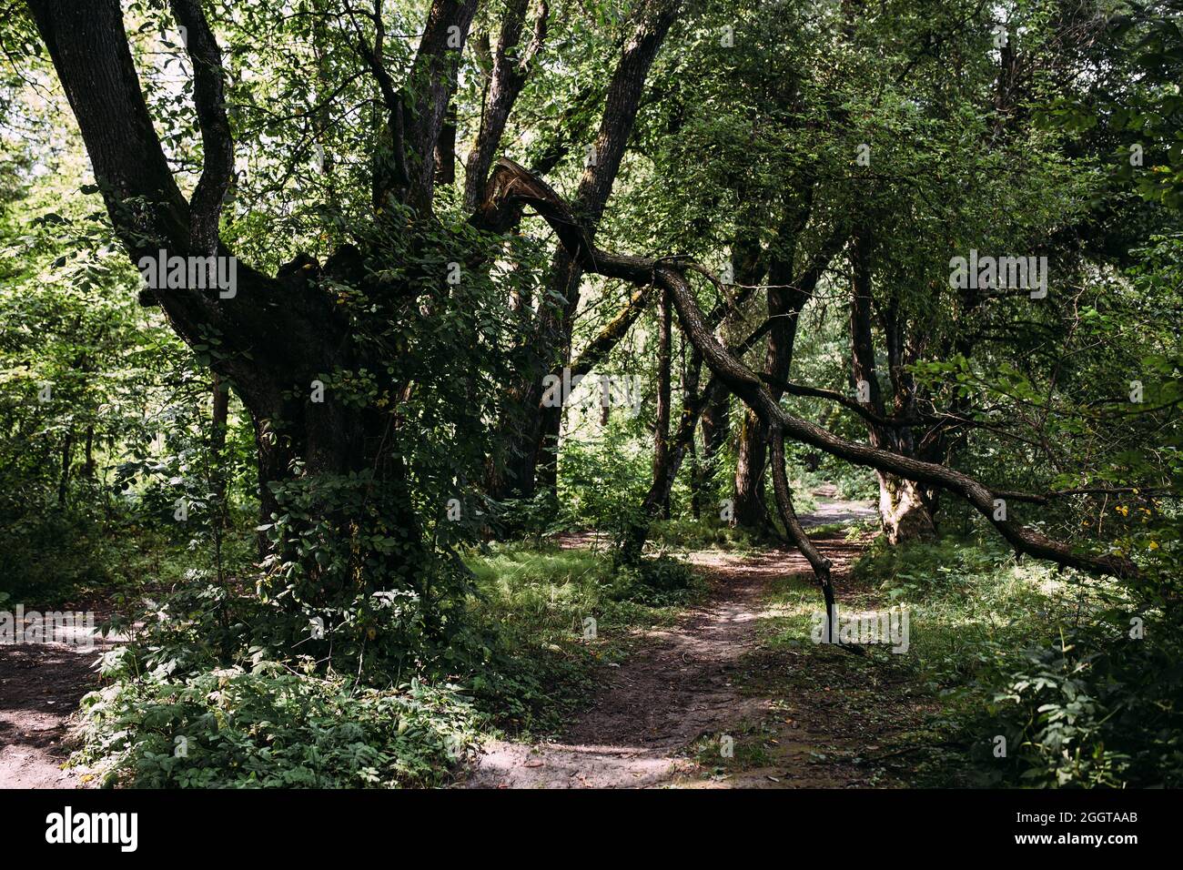 Atmosfera mistica nella foresta antica. Sfondo fantasy con strada e albero rotto Foto Stock