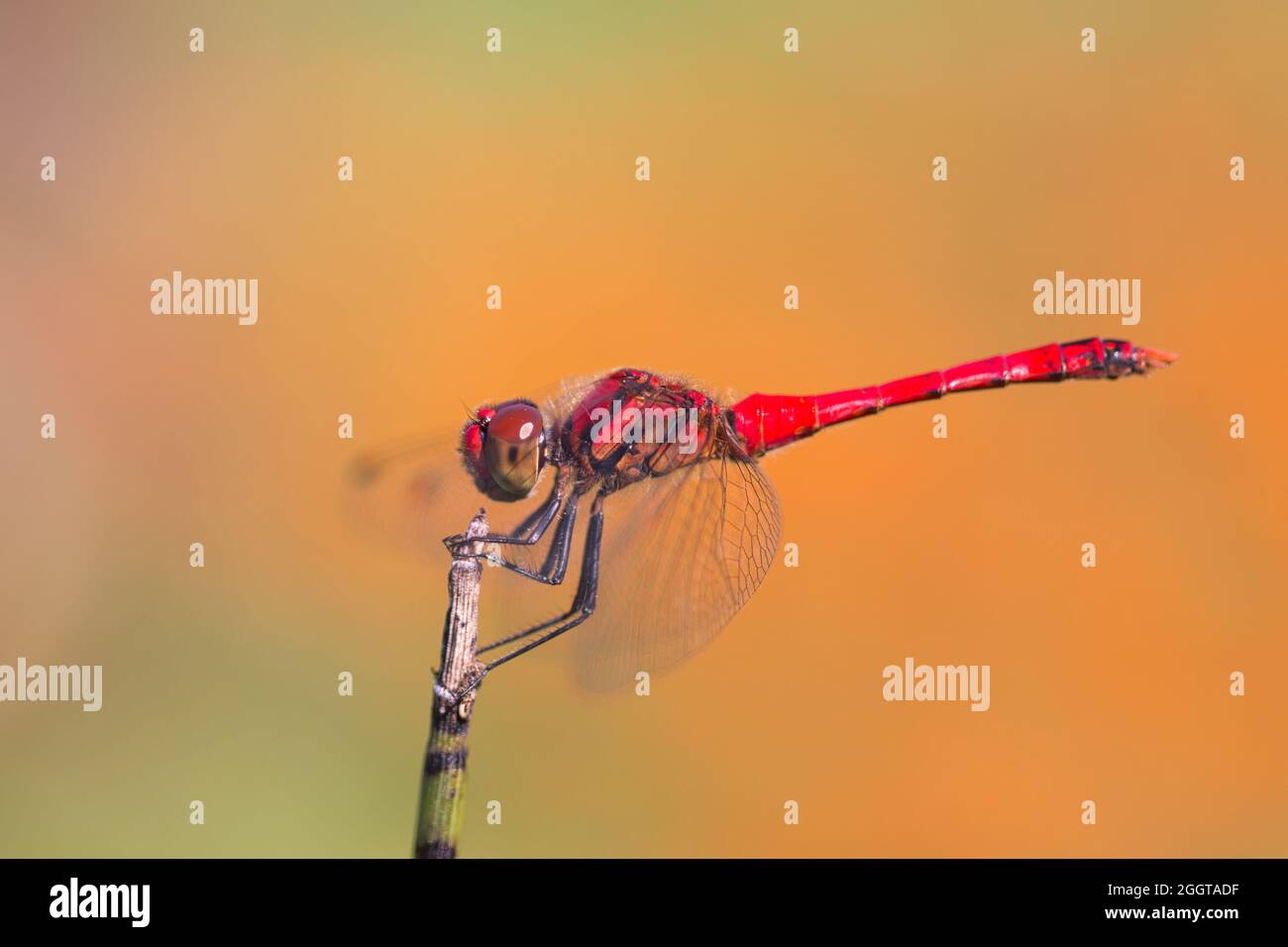 Una libellula rossa si aggancia sulla punta di un ramoscello. Sfondo arancione sfocato. Foto Stock