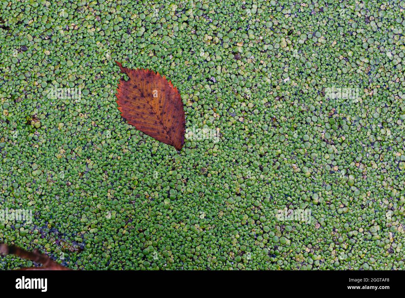 Acqua in eccesso nella palude. Lago verde della foresta di anatra. Foto Stock