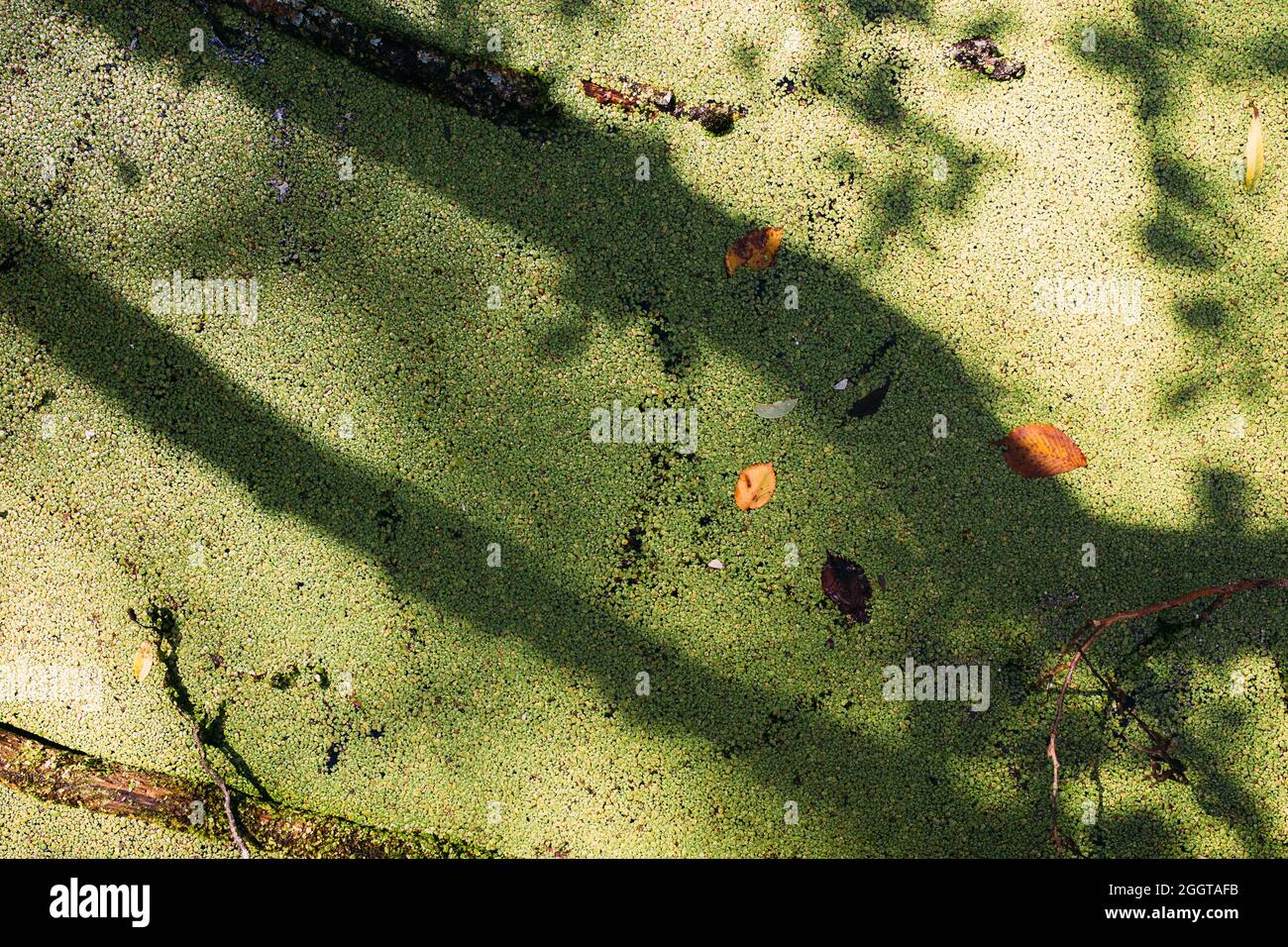 Acqua in eccesso nella palude. Lago verde della foresta di anatra. Foto Stock