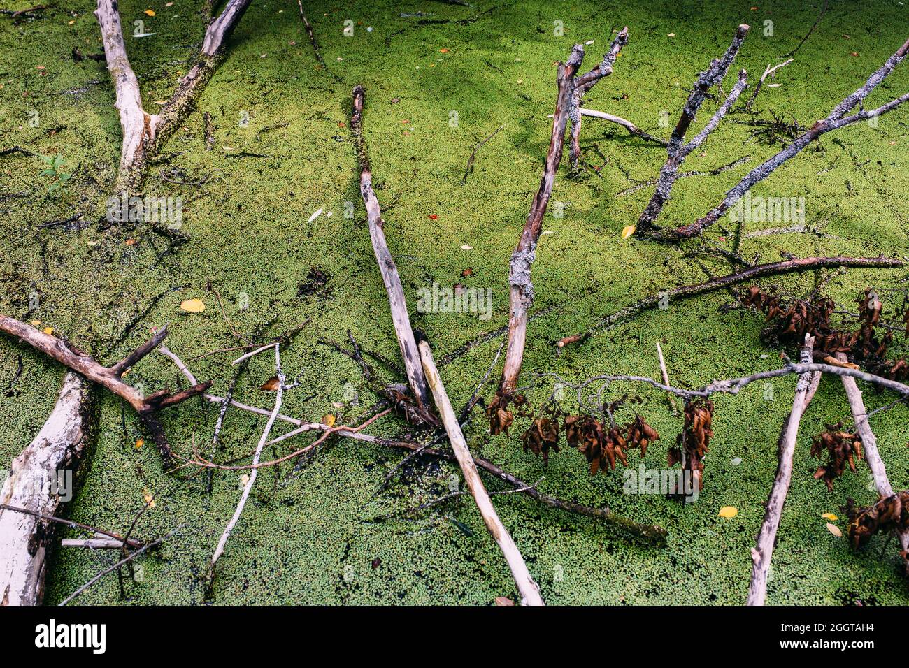 Acqua in eccesso nella palude. Lago verde della foresta di anatra. Foto Stock