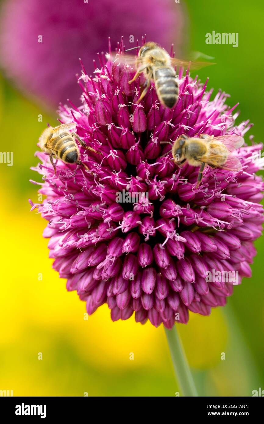 Api da miele europee su fiore, cipolla da batteria, Allium sphaerocephalon Foto Stock