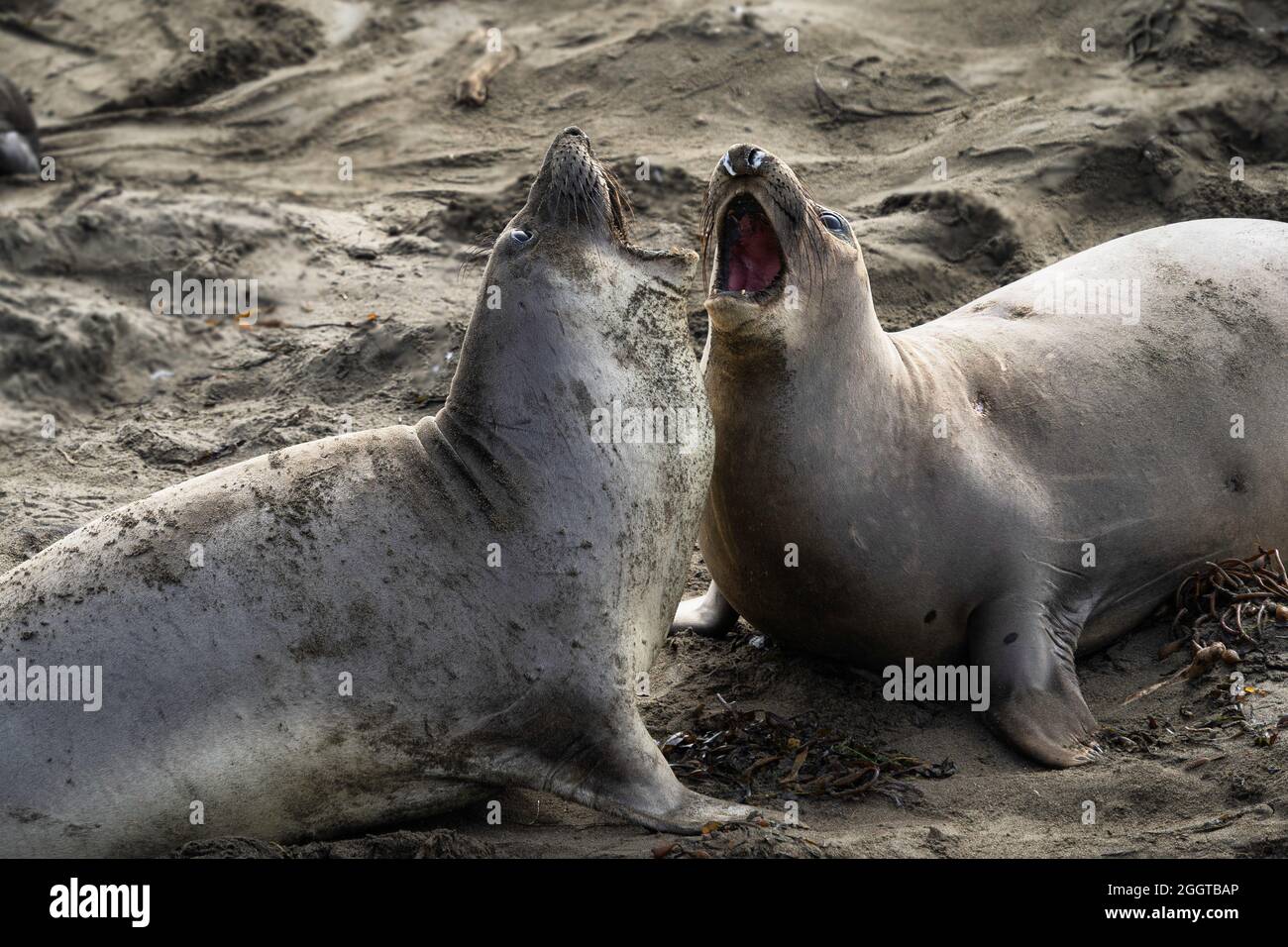 Due foche elefanti cantano insieme su una spiaggia a Big sur, California Foto Stock