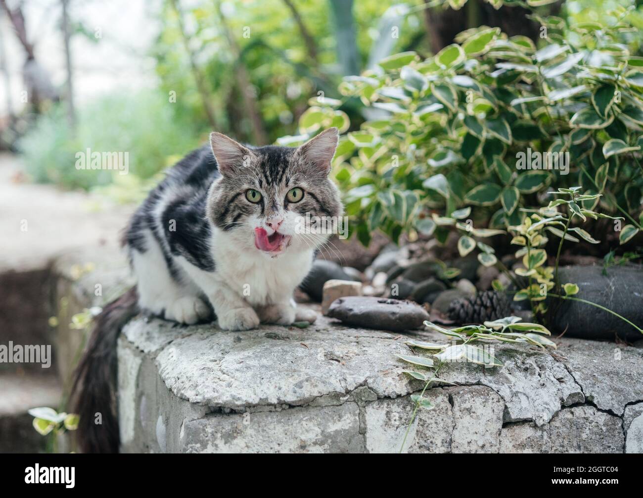 Gatto selvatico che stucching fuori la sua lingua Foto Stock