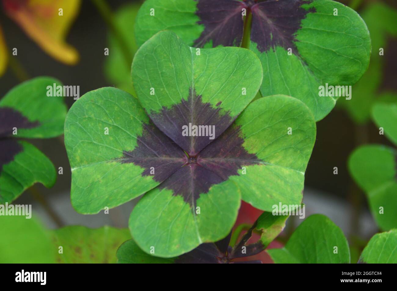 Singolo Oxalis Tetraphylla 'Croce di ferro' (pianta di buona fortuna) coltivato in un bordo selvaggio dei fiori, in un giardino inglese del cottage, Lancashire, Inghilterra, Regno Unito. Foto Stock