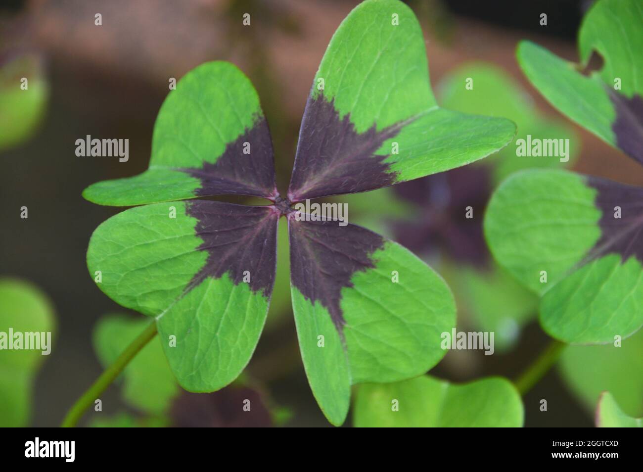 Singolo Oxalis Tetraphylla 'Croce di ferro' (pianta di buona fortuna) coltivato in un bordo selvaggio dei fiori, in un giardino inglese del cottage, Lancashire, Inghilterra, Regno Unito. Foto Stock