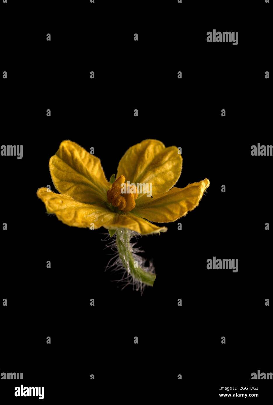Fiore di anguria su sfondo nero isolato Foto Stock