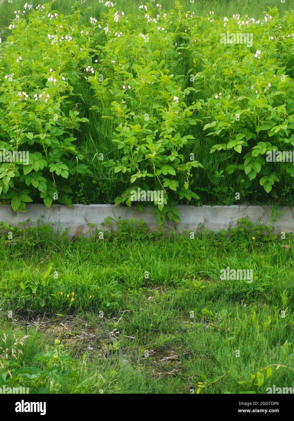 Immagine verticale delle patate che crescono in un letto di vivaio con asse di legno e erba Foto Stock