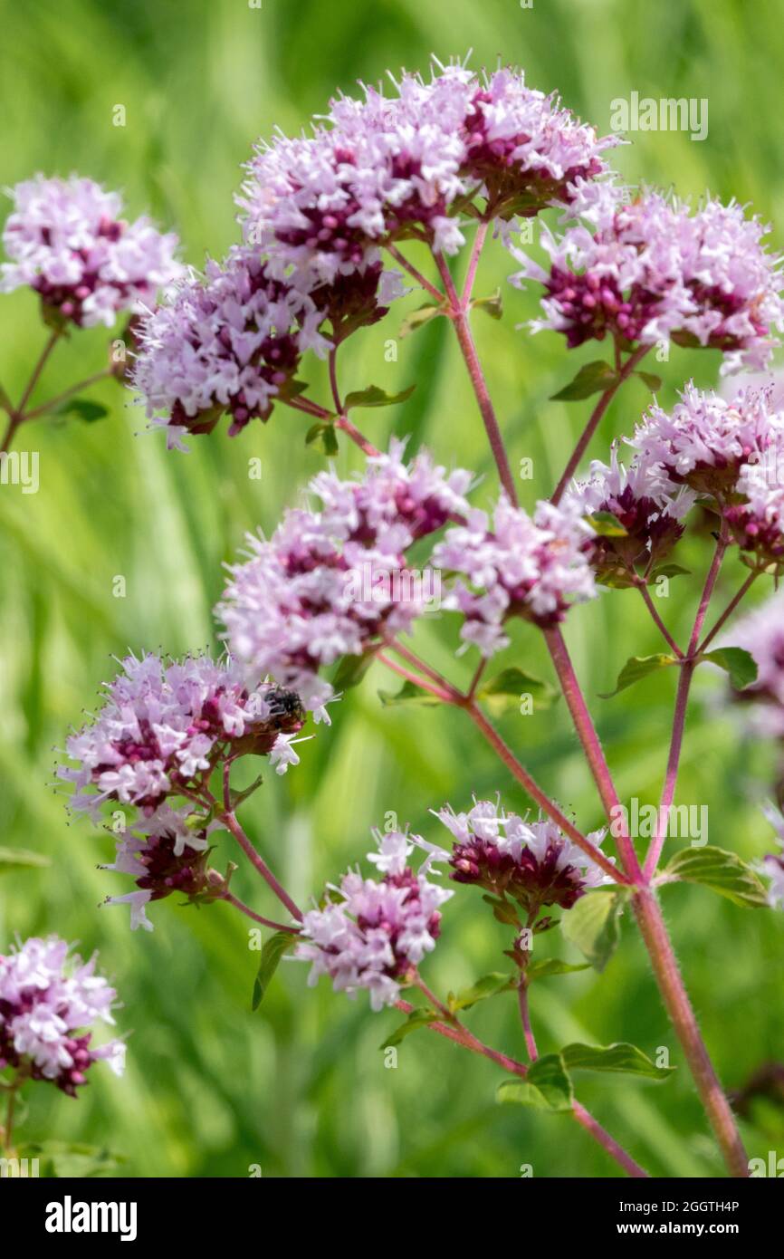 Origanum vulgare, Wild Marjoram Origanum giardino Foto Stock