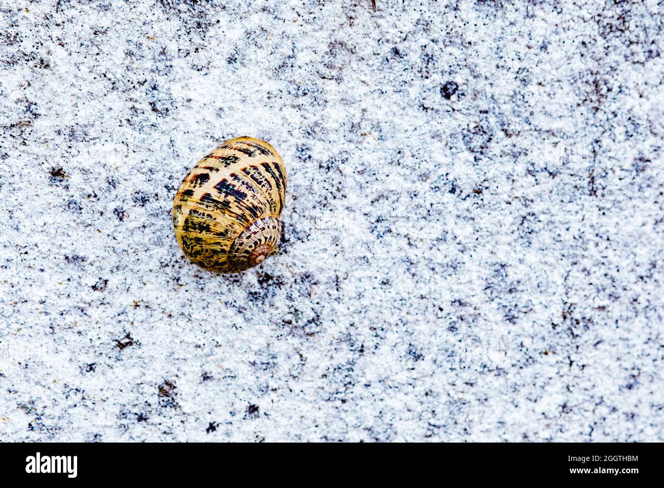 Lumaca giardino arrampicata su un muro grigio ruvido Foto Stock