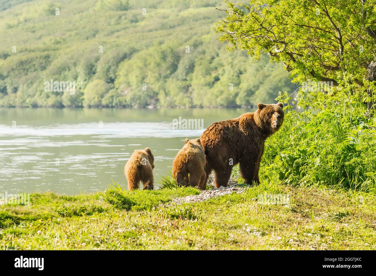 Orso bruno o Ursus arctos beringianus pesca nel lago di Kurile. Kamchatka Foto Stock