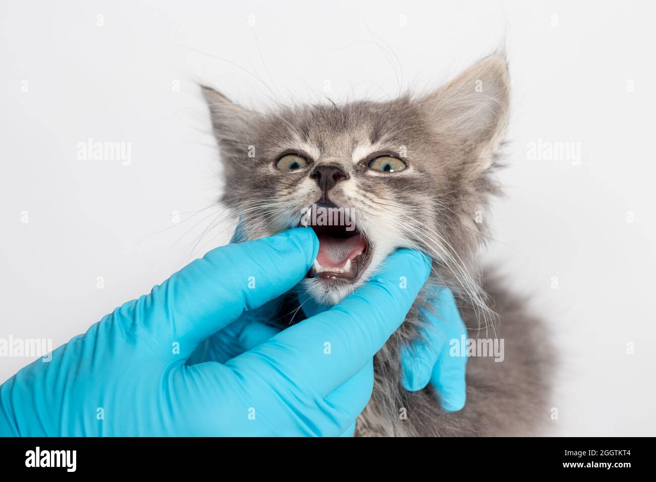 Esame della lingua dei denti del latte in un gattino di 1 o 2 mesi. Odontoiatria per gatti, luogo per testo Foto Stock