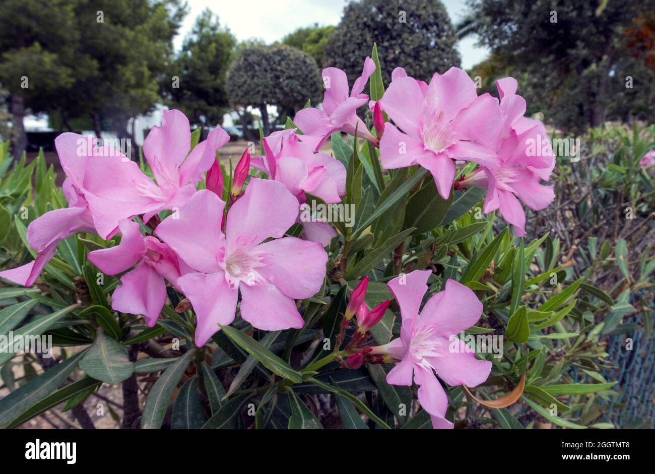 Arbusto mediterraneo con grandi fiori e nome a fioritura lunga, oleandro di Nerium, della famiglia Apocynaceae, noto anche come oleandro, alloro fiorito, Foto Stock