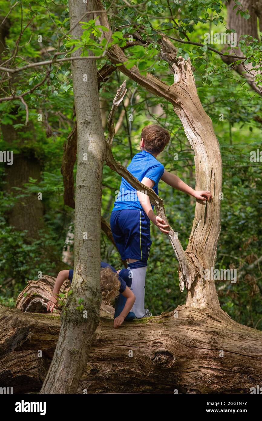 Due ragazzi, fratelli, fratelli, fratelli, arrampicate, climbering, bilanciamento su un tronco caduto di albero in bosco. Scoperta e scoperta della natura condivisa. Rura Foto Stock