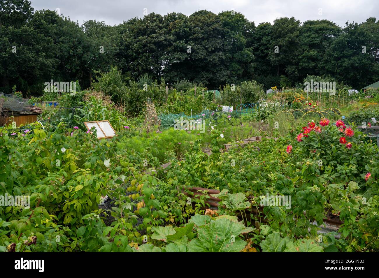 Una vista di alcune assegnazioni di Norfolk con verdure e fiori che crescono in estate Foto Stock