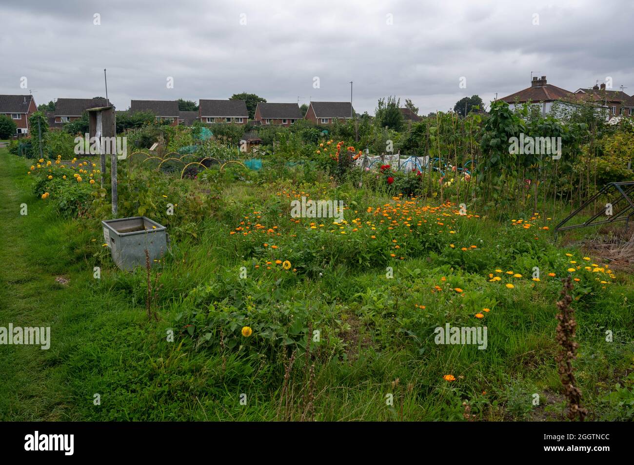 Una vista di alcune assegnazioni di Norfolk con verdure e fiori che crescono in estate Foto Stock
