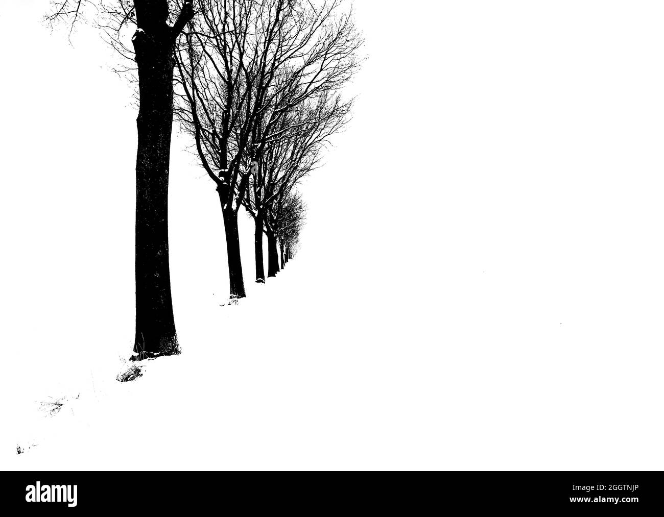 Illustrazione in bianco e nero di alberi Foto Stock