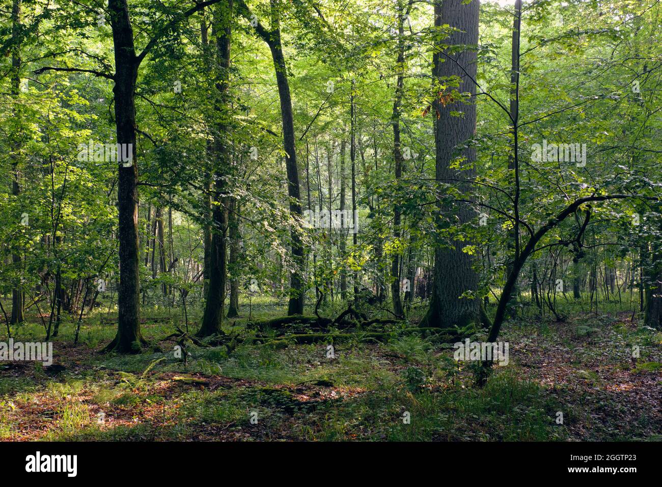 Stand naturale decidue in estate nebbia e albero del sole entrare, Bialowieza Foresta, Polonia, Europa Foto Stock