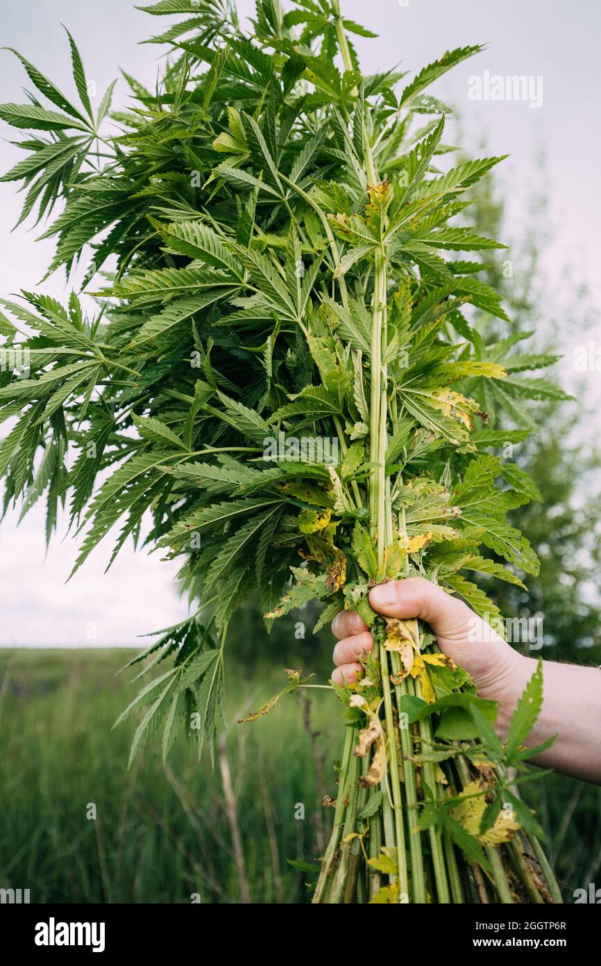 Man Holding Heap Bunch Legale Marijuana Verde Cannabis Sprout nelle sue mani. Cannabis bella Marijuana Cannabis pianta. Primo piano Foto Stock