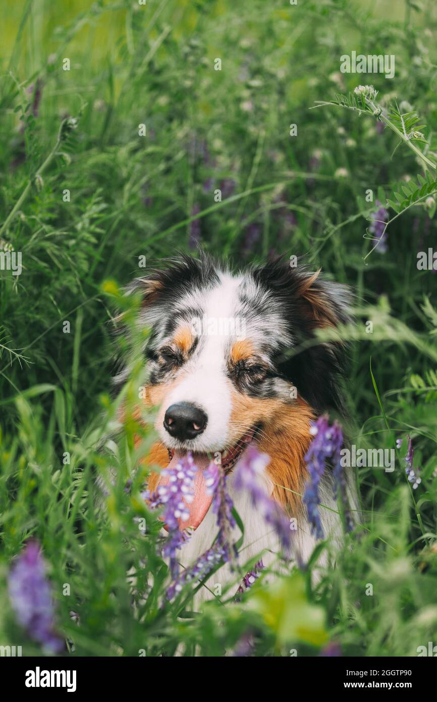 Simpatico cane Pastore Australiano Rosso e Bianco seduto in erba Verde con fiori in fiore viola. Aussie è una razza di cane di medie dimensioni che è stato Foto Stock
