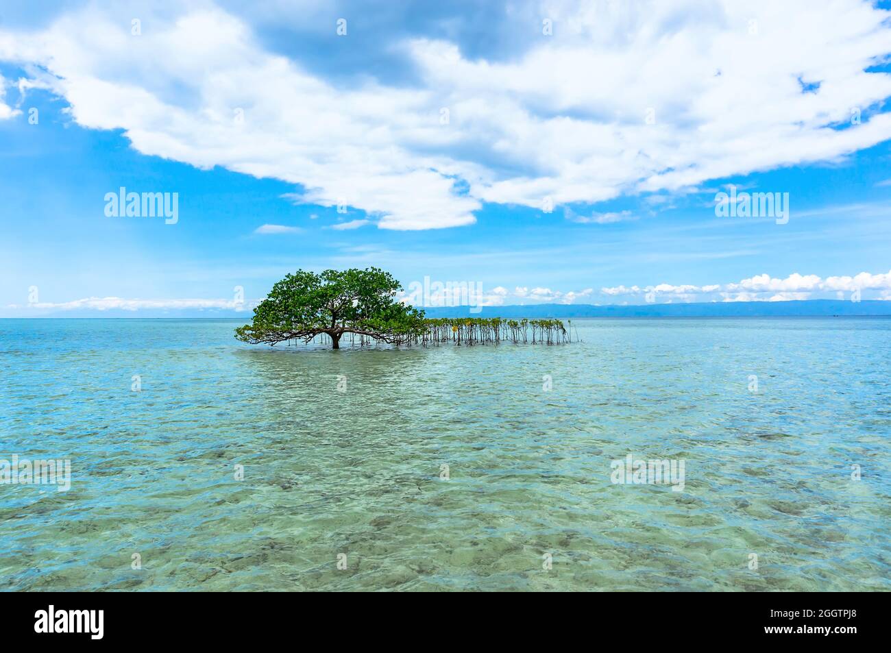 l'albero in acqua limpida in mezzo al mare senza gente intorno. bella immagine di sfondo Foto Stock