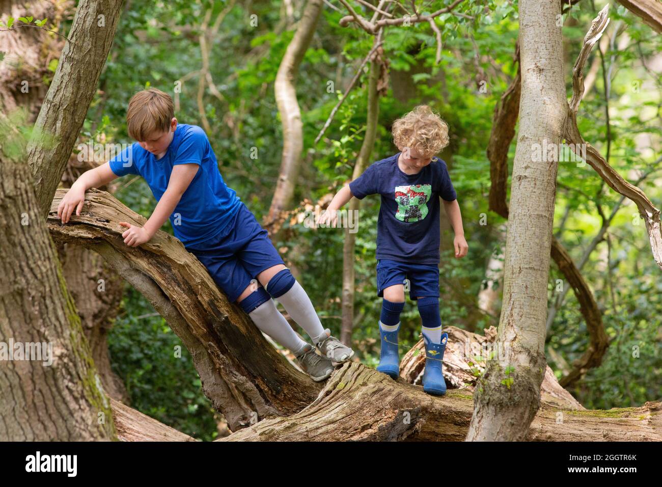 Due ragazzi, fratelli, fratelli, fratelli, arrampicate, climbering, bilanciamento su un tronco caduto di albero in bosco. Condivisione della natura scoperta, auto scoperta. Foto Stock