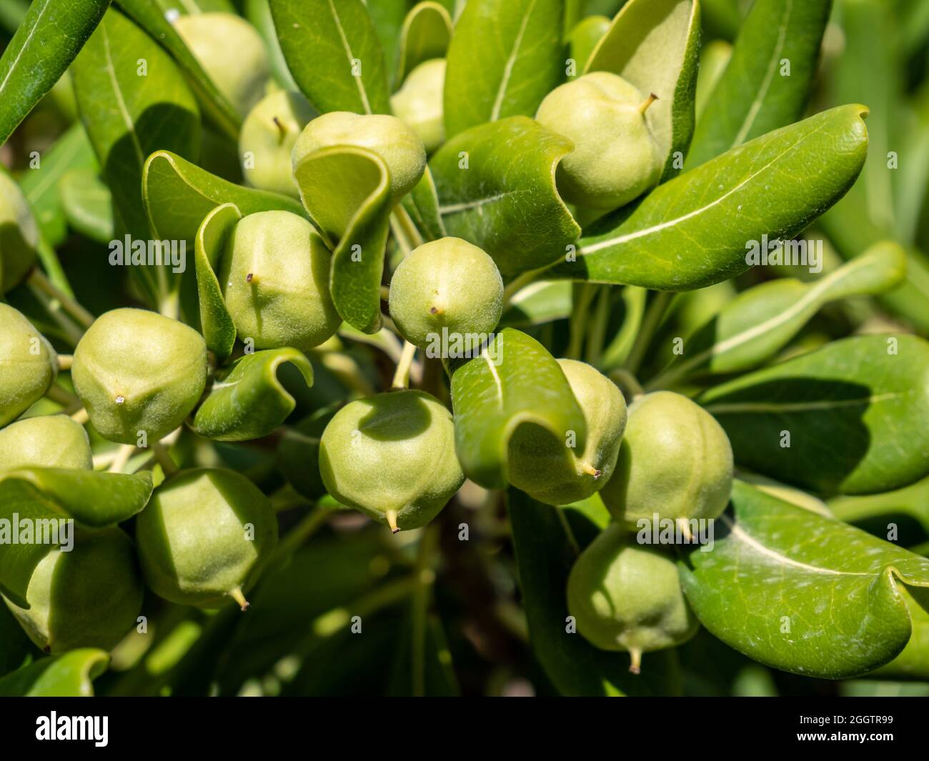 Semi appiccicosi cinesi Pittosporum tobira con frutta Foto Stock