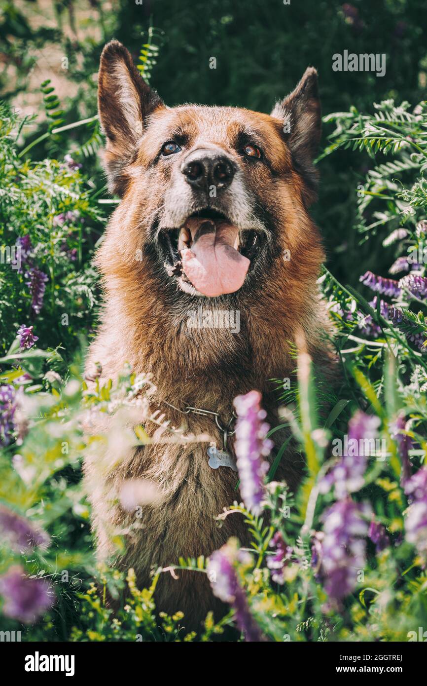 Cane lupo alsaziano seduto in verde estate prato erba con fiori viola fioritura. Brown German Shepherd Dog Close Up Ritratto Foto Stock