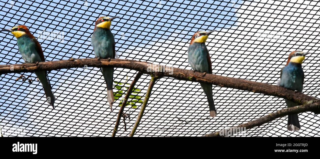 Delitzsch, Germania. 2 settembre 2021. Insieme a tre mangiatori di api più anziani, un giovane uccello (2 ° da destra) cerca i dintorni per insetti volanti in una voliera allo zoo di Delitzsch. Lo zoo è uno dei pochi zoo in Germania che può vantare un allevamento di successo di questa specie di uccelli. I mangiatori di api crescono fino a 28 centimetri, pesano 55 grammi e catturano gli insetti in volo. Oltre alle api, la loro preda include vespe, bumblebees, cornetti e scarabei. Credit: Waltraud Grubitzsch/dpa-Zentralbild/ZB/dpa/Alamy Live News Foto Stock