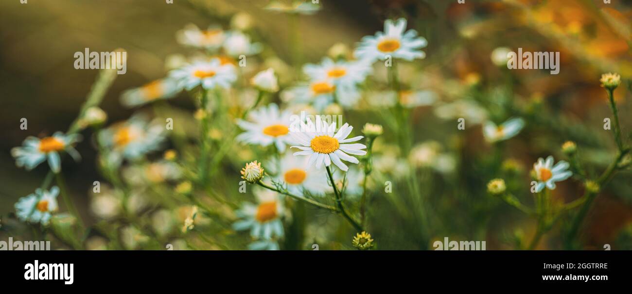 Fiore selvaggio in fiore Matricaria Chamomilla, Matricaria Recutita, Chamomile. Comunemente conosciuto come Camomilla Italiana, Chamomilla tedesca, Chamomilla Ungherese Foto Stock
