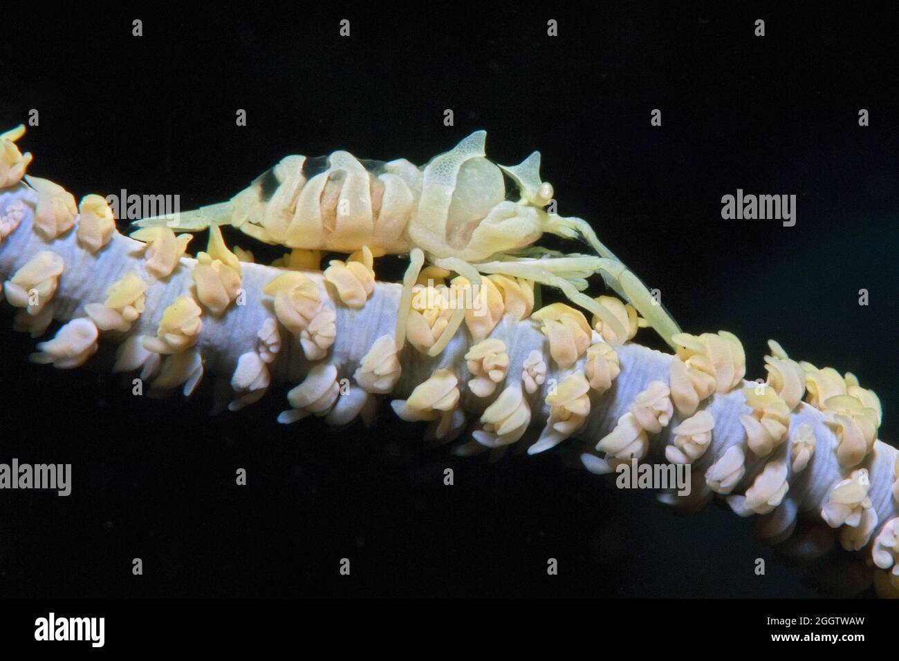 Drahtkorallen-Garnele (Dasycaris zanzibarica), Pazifik, Indischer Ozean, Indepazifik, Ozeanien Foto Stock