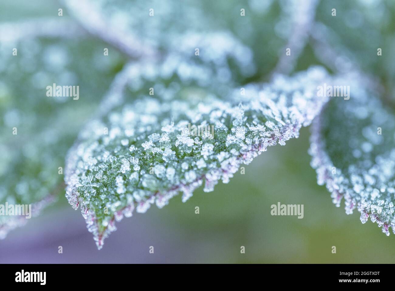 Inverno in giardino. Le foglie di rosa sono coperte di gelo, primo piano, profondità di campo poco profonda, tonificanti Foto Stock