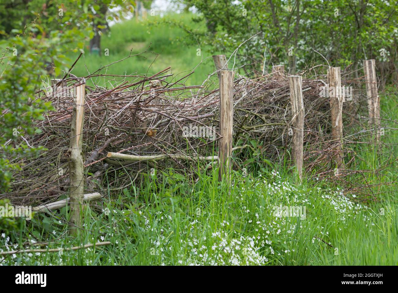 Recinzione, in legno di spazzolame, habitat per un sacco di animali, Germania Foto Stock