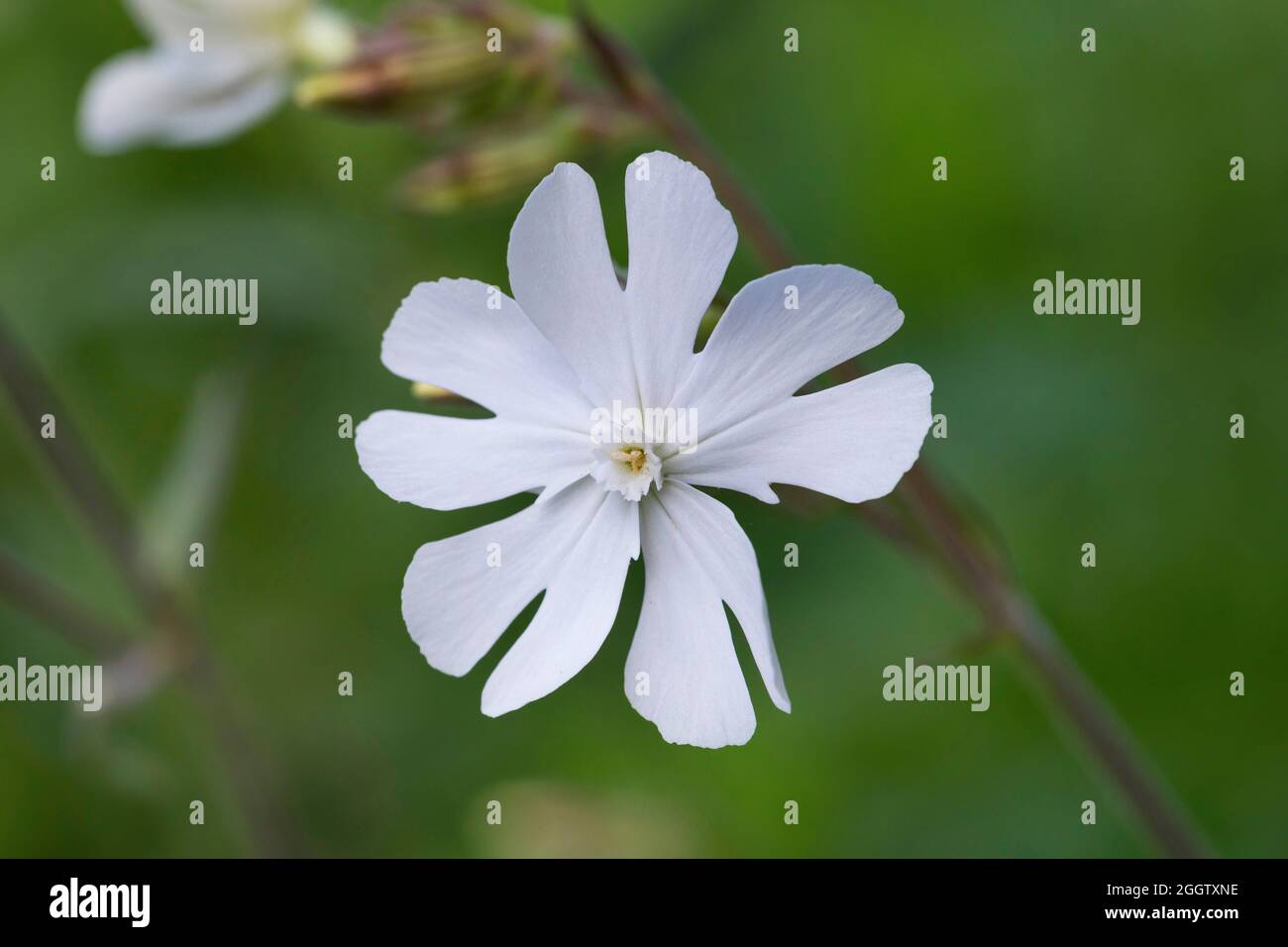 White Campion (Silene latifolia subsp. alba, Silene alba, Silene pratensis Melandrium album), fiore, Germania Foto Stock