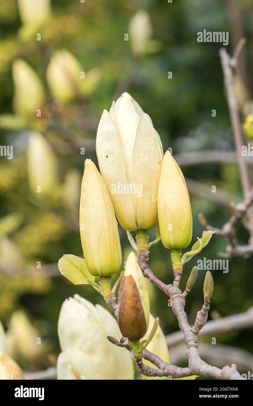 Lily Tree, Yulan (Magnolia denudata 'Fiume giallo', Magnolia denudata Fiume giallo), fiori di cultivar Fiume giallo, Germania Foto Stock