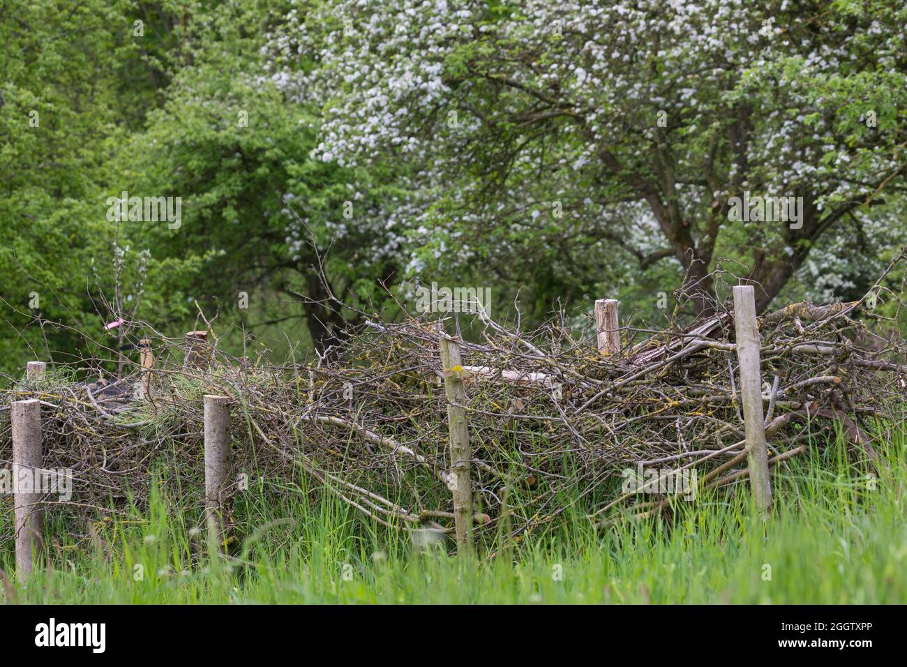 Recinzione, in legno di spazzolame, habitat per un sacco di animali, Germania Foto Stock