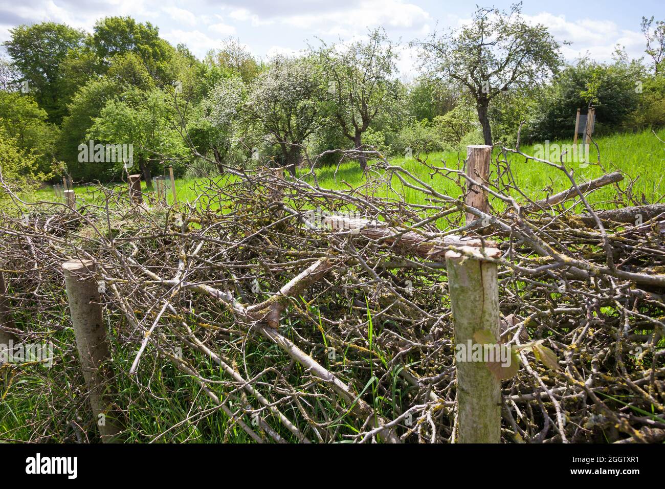 Recinzione, in legno di spazzolame, habitat per un sacco di animali, Germania Foto Stock