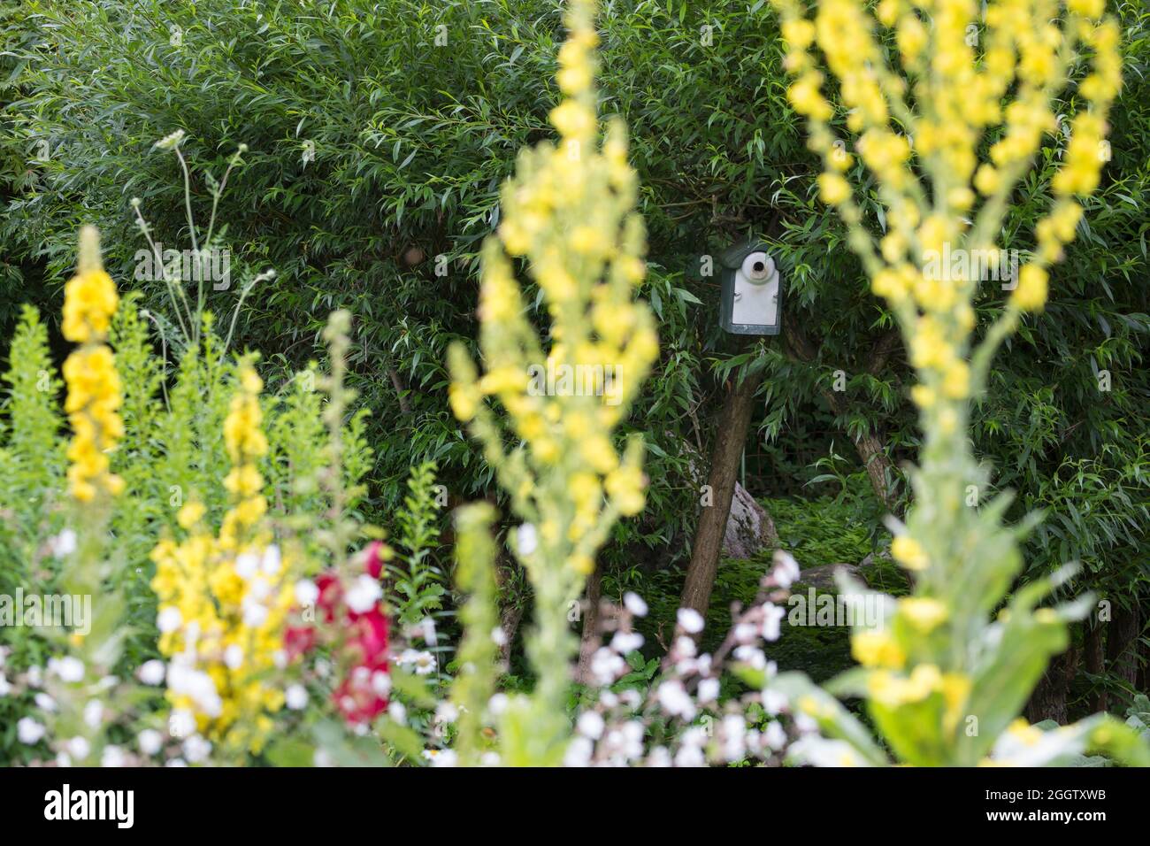 Mullein (Verbascum spec.), giardino friedly di uccelli e insetti con mulleins e scatola del nido, Germania Foto Stock