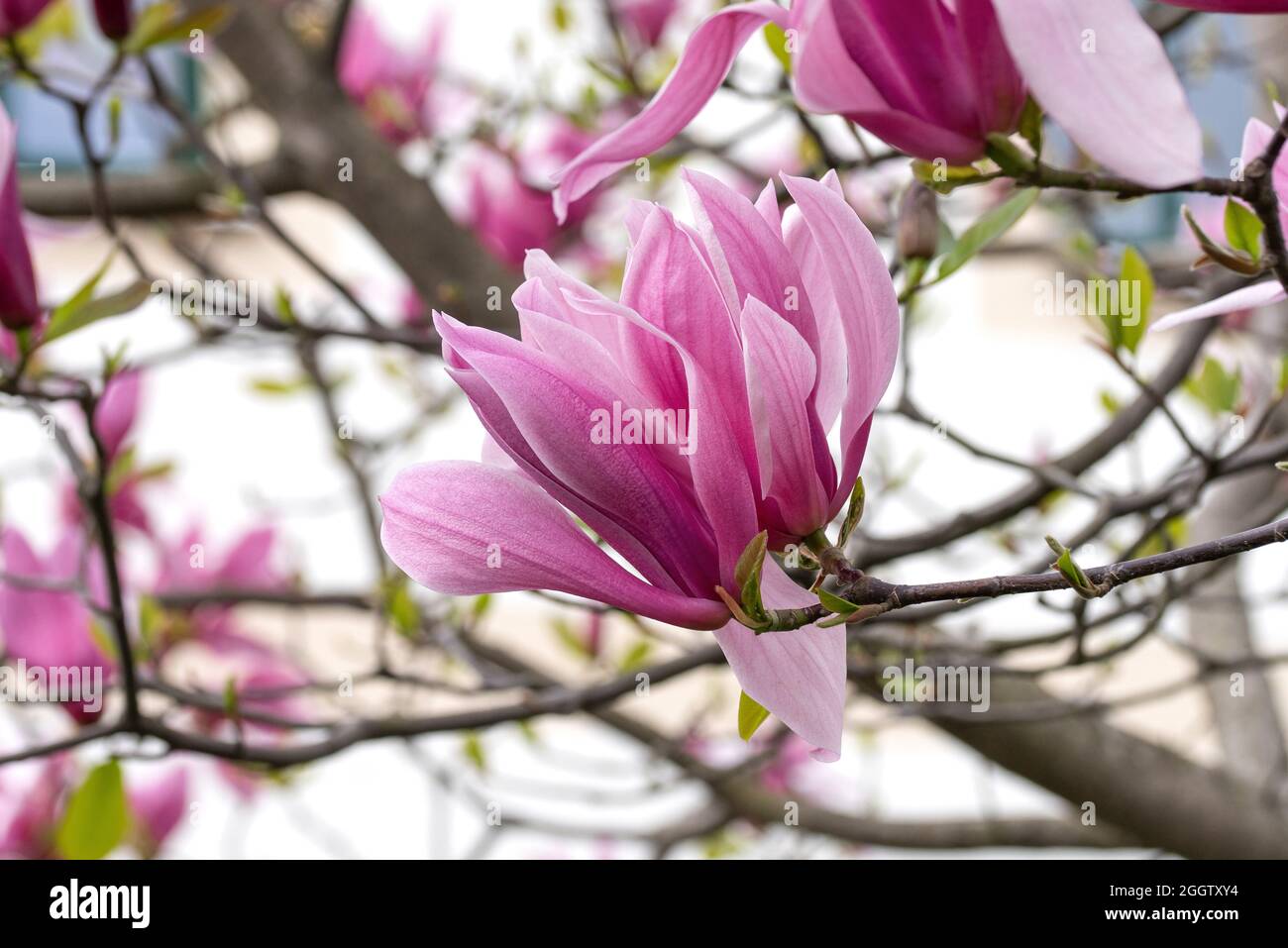 Piattino magnolia (Magnolia 'Galaxy', Magnolia Galaxy), fioritura, cultivar Galaxy Foto Stock