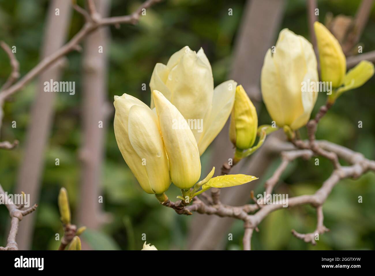 Lily Tree, Yulan (Magnolia denudata 'Fiume Giallo", Magnolia denudata il Fiume Giallo), fiori di cultivar il Fiume Giallo Foto Stock
