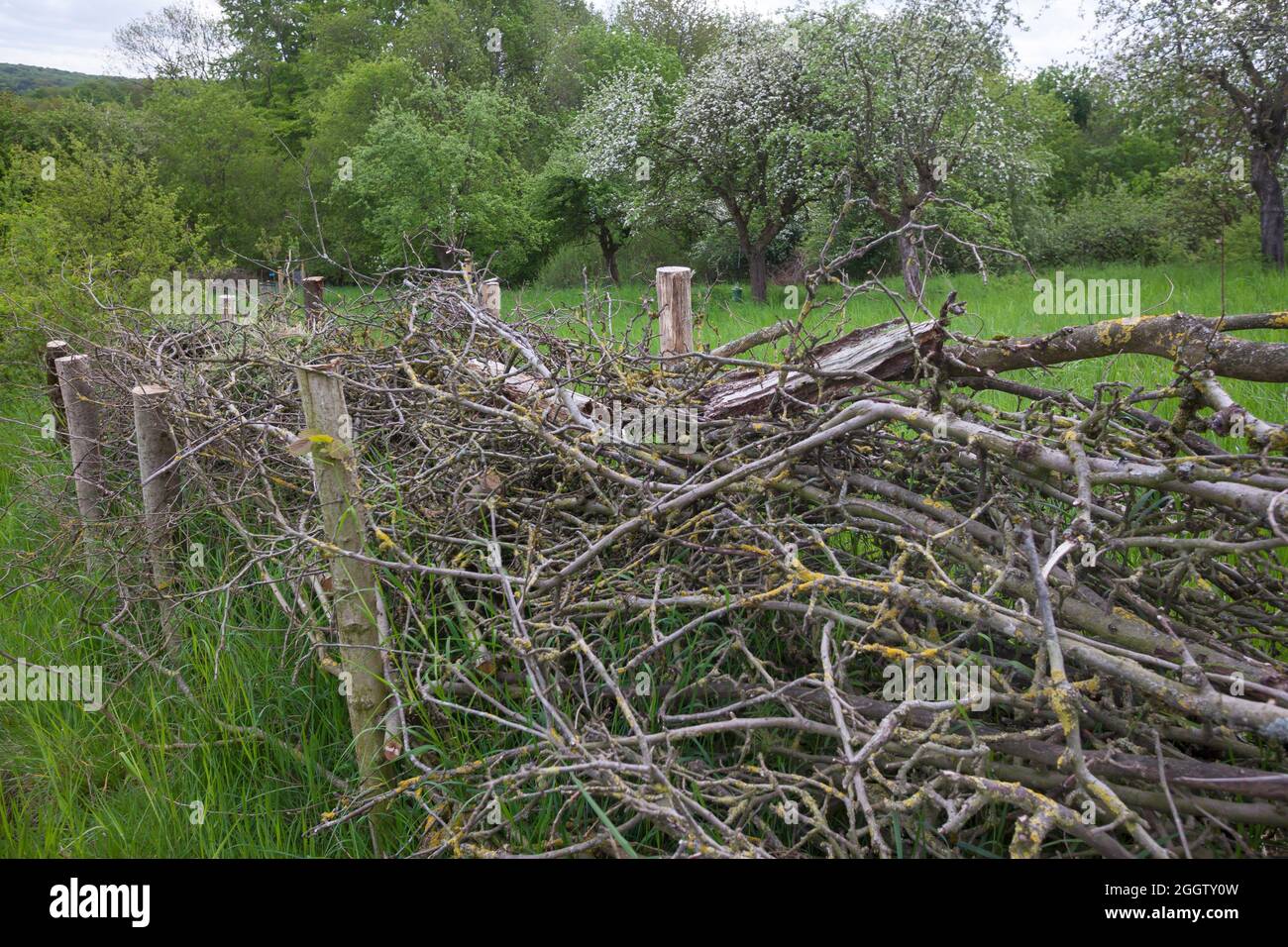Recinzione, in legno di spazzolame, habitat per un sacco di animali, Germania Foto Stock