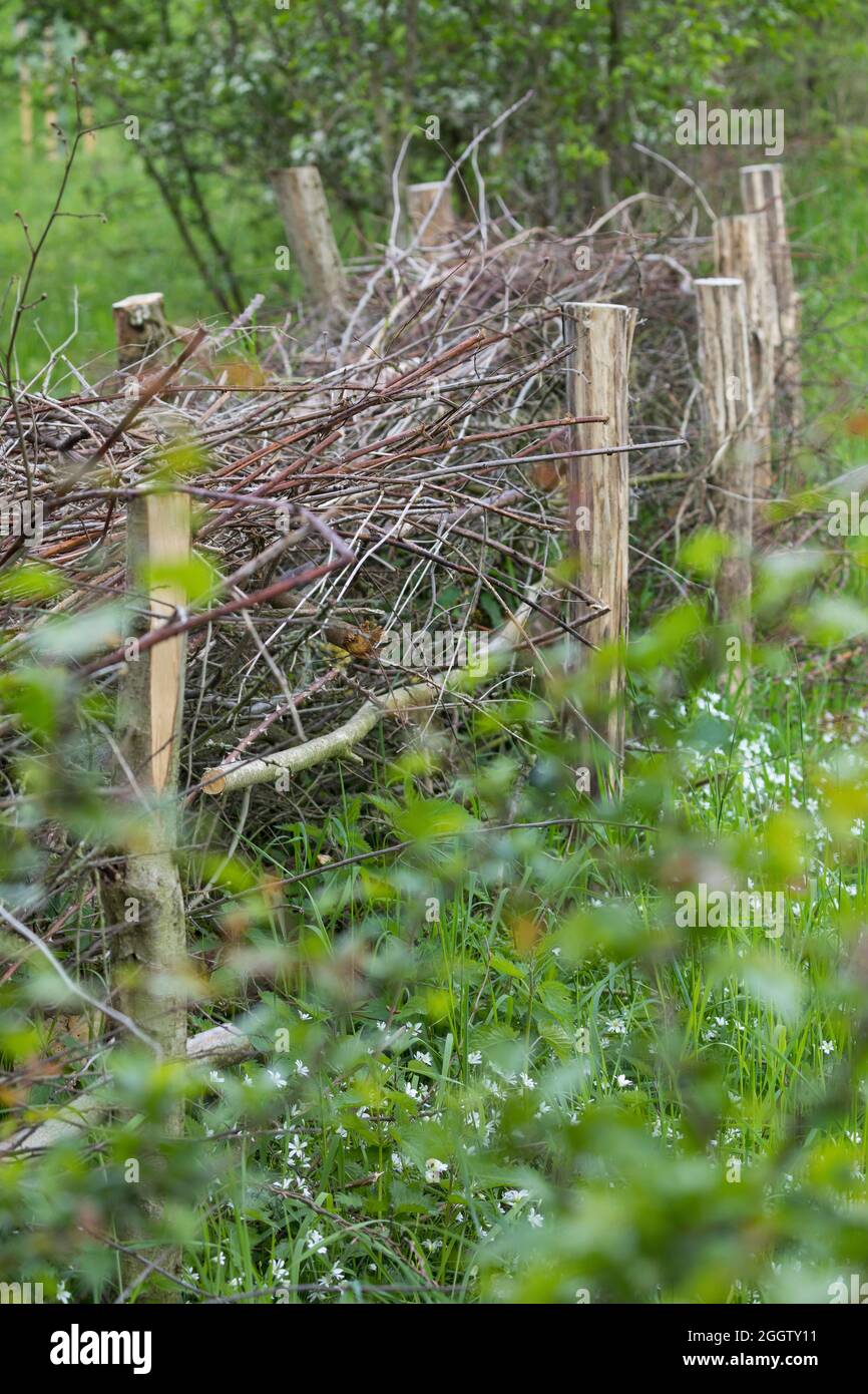 Recinzione, in legno di spazzolame, habitat per un sacco di animali, Germania Foto Stock