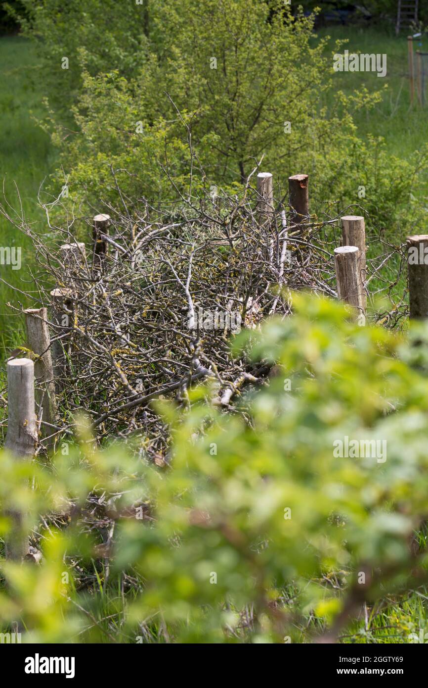Recinzione, in legno di spazzolame, habitat per un sacco di animali, Germania Foto Stock