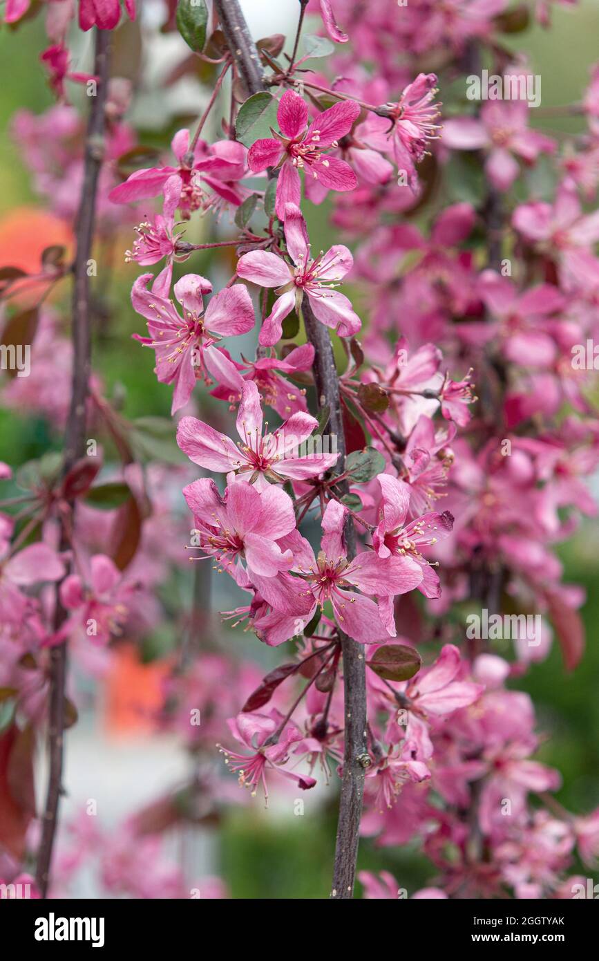 Melo ornamentale (Malus 'Royal Beauty', Malus Royal Beauty), fioritura, cultivar Royal Beauty, Germania Foto Stock