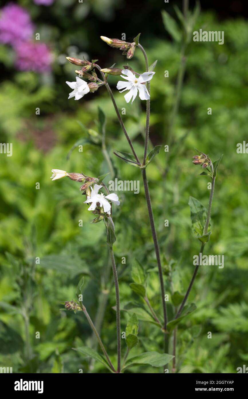 White Campion (Silene latifolia subsp. alba, Silene alba, Silene pratensis Melandrium album), fioritura, Germania Foto Stock